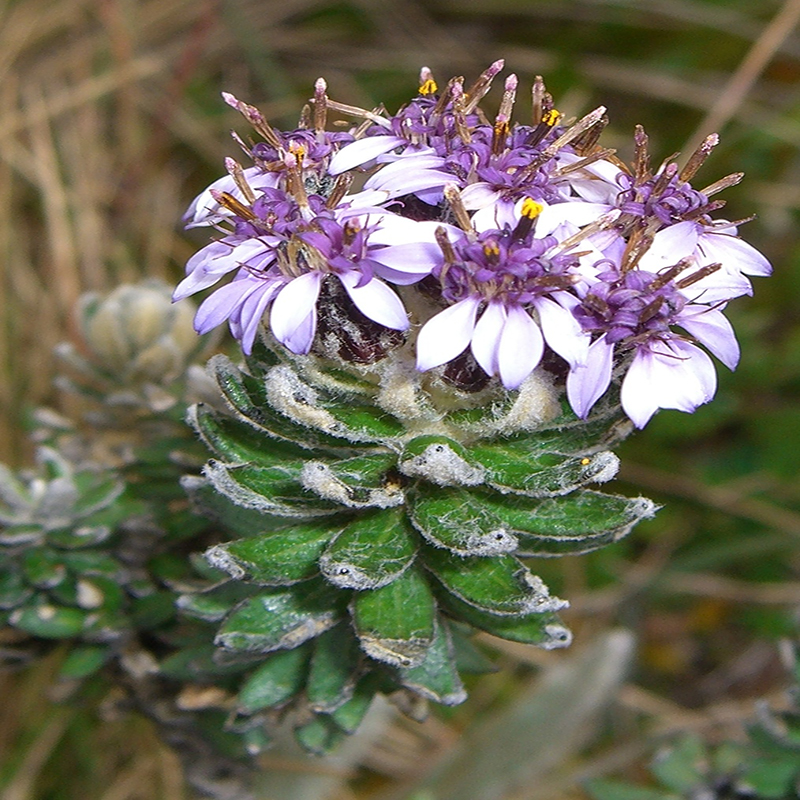 Diplostephium Phylicoides