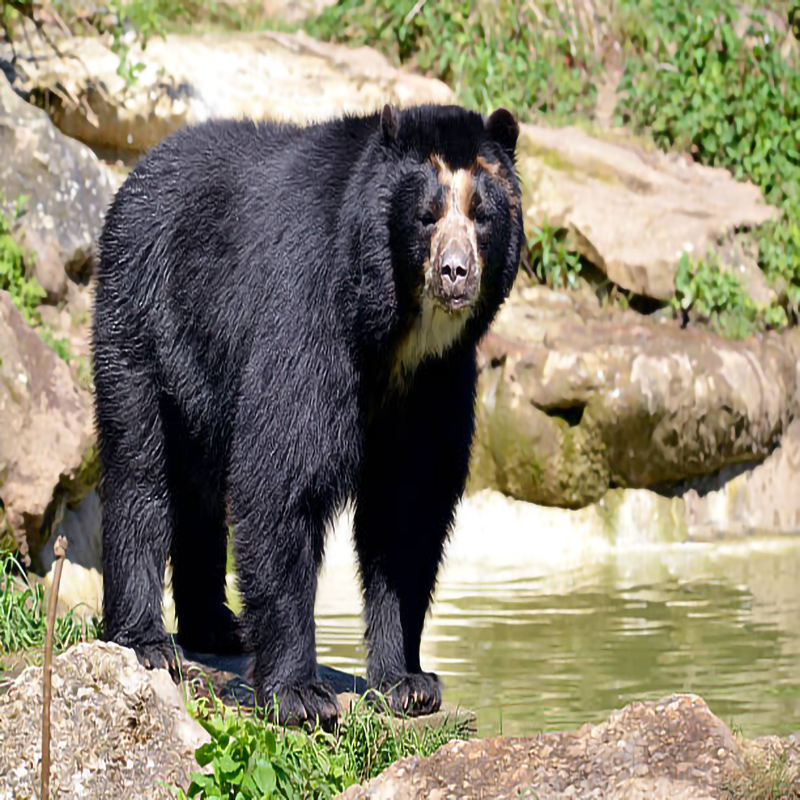 Oso Frontino