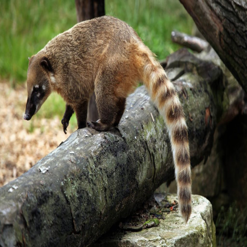 Nasuella meridensis: Guache o coatí de páramo